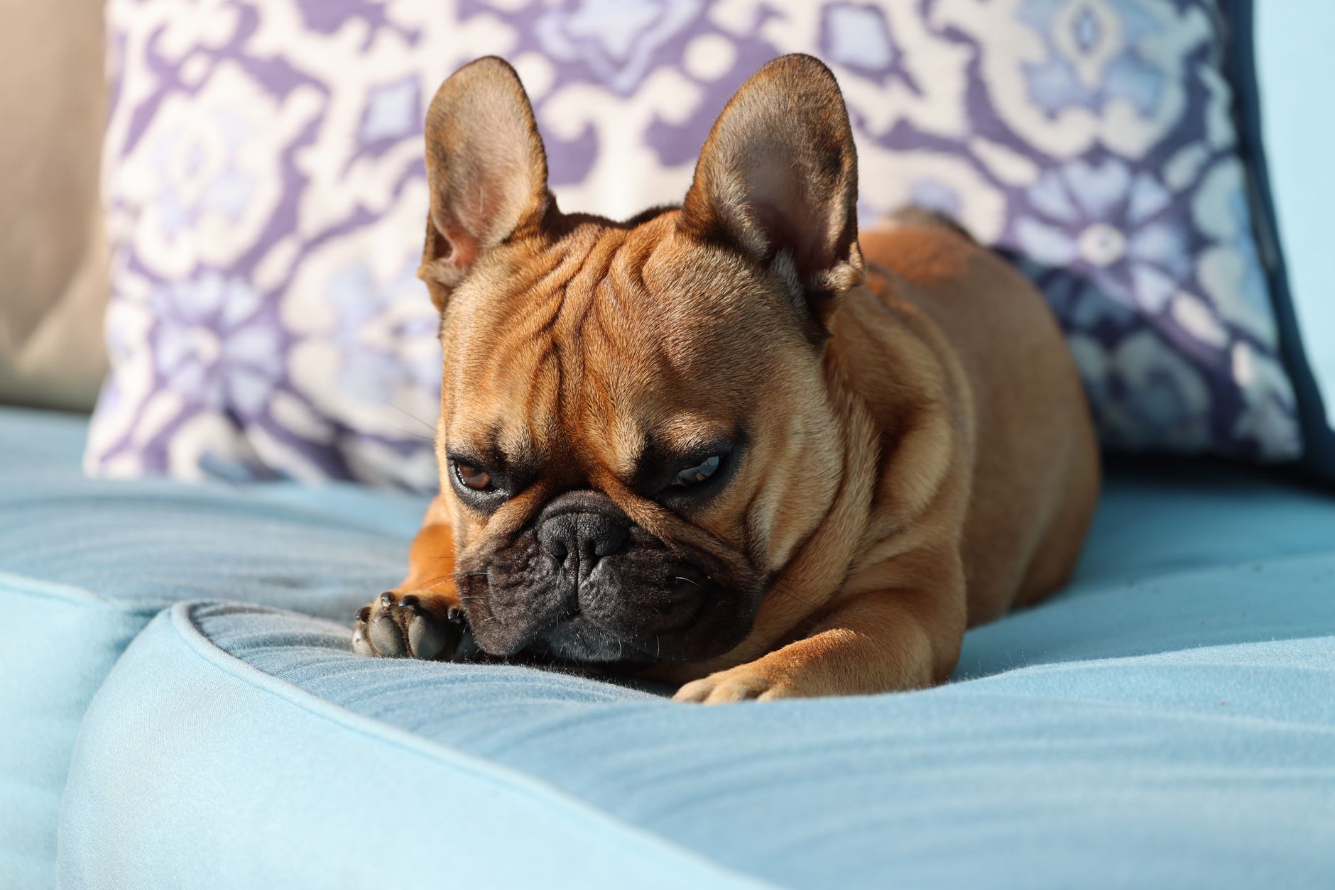 How Prostate Cancer Charities Unite the UK Frenchie Community - zdjecie w tresci