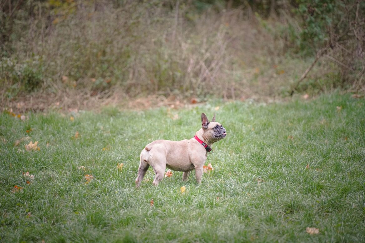 Epilepsy Charities UK: What French Bulldog Owners Should Know - ilustracja artykulu
