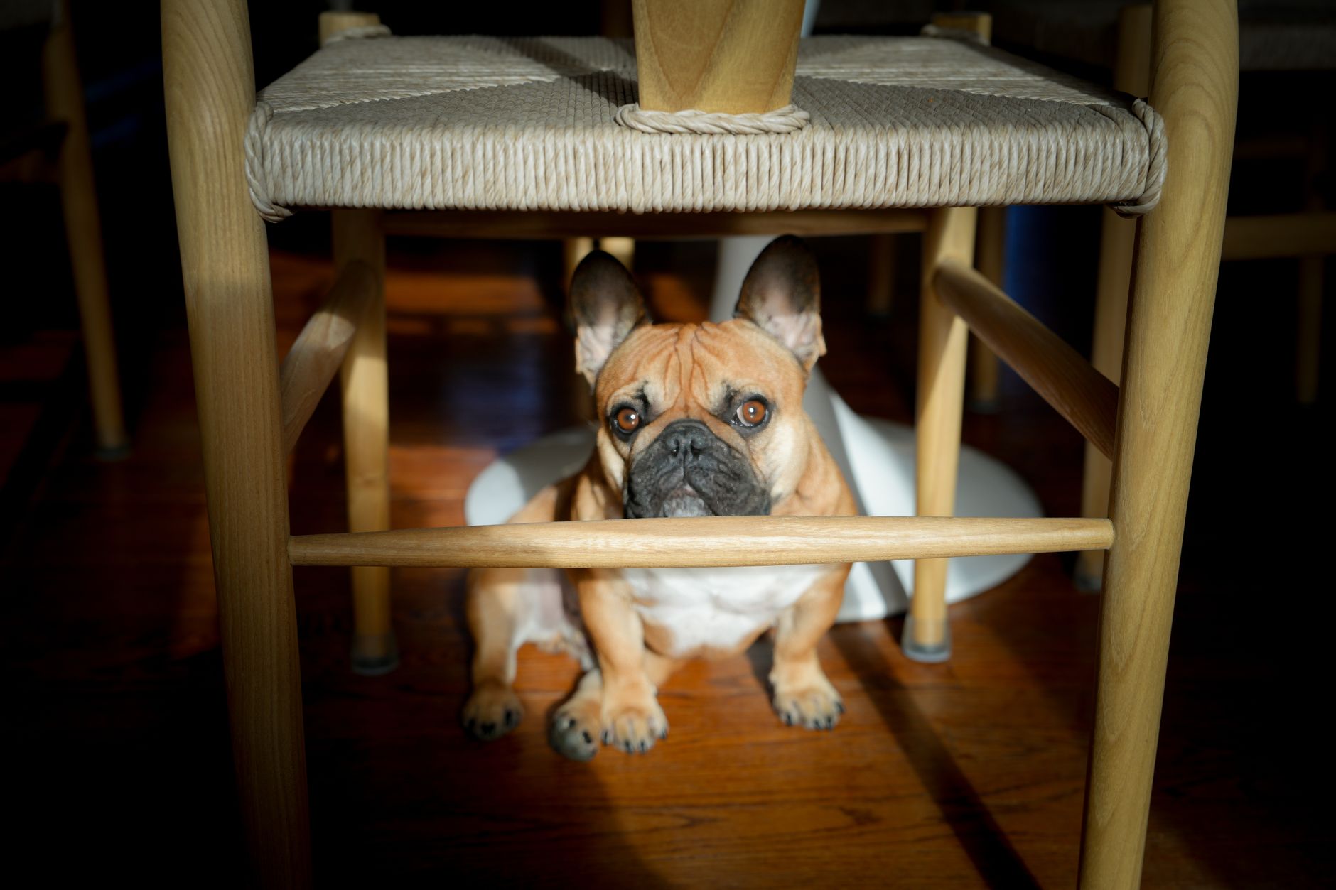 Ilustracja: Animal Welfare Organisations UK: The Buyer's Guide to E Animal Welfare Organisations UK: The Buyer's Guide to Ethical Dogs - zdjecie w tresci
