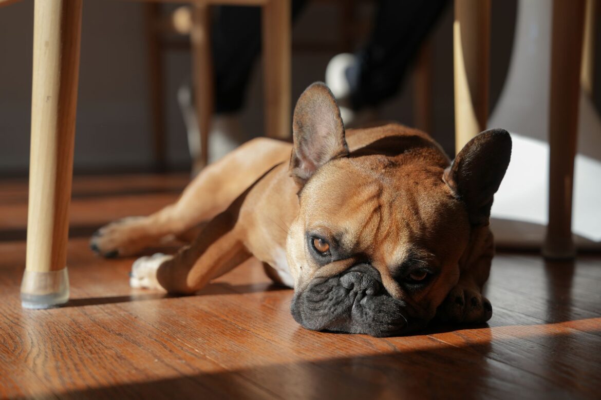 Liver Cancer Charities and the UK Frenchie Community: Where Puppy Money Goes - ilustracja artykulu