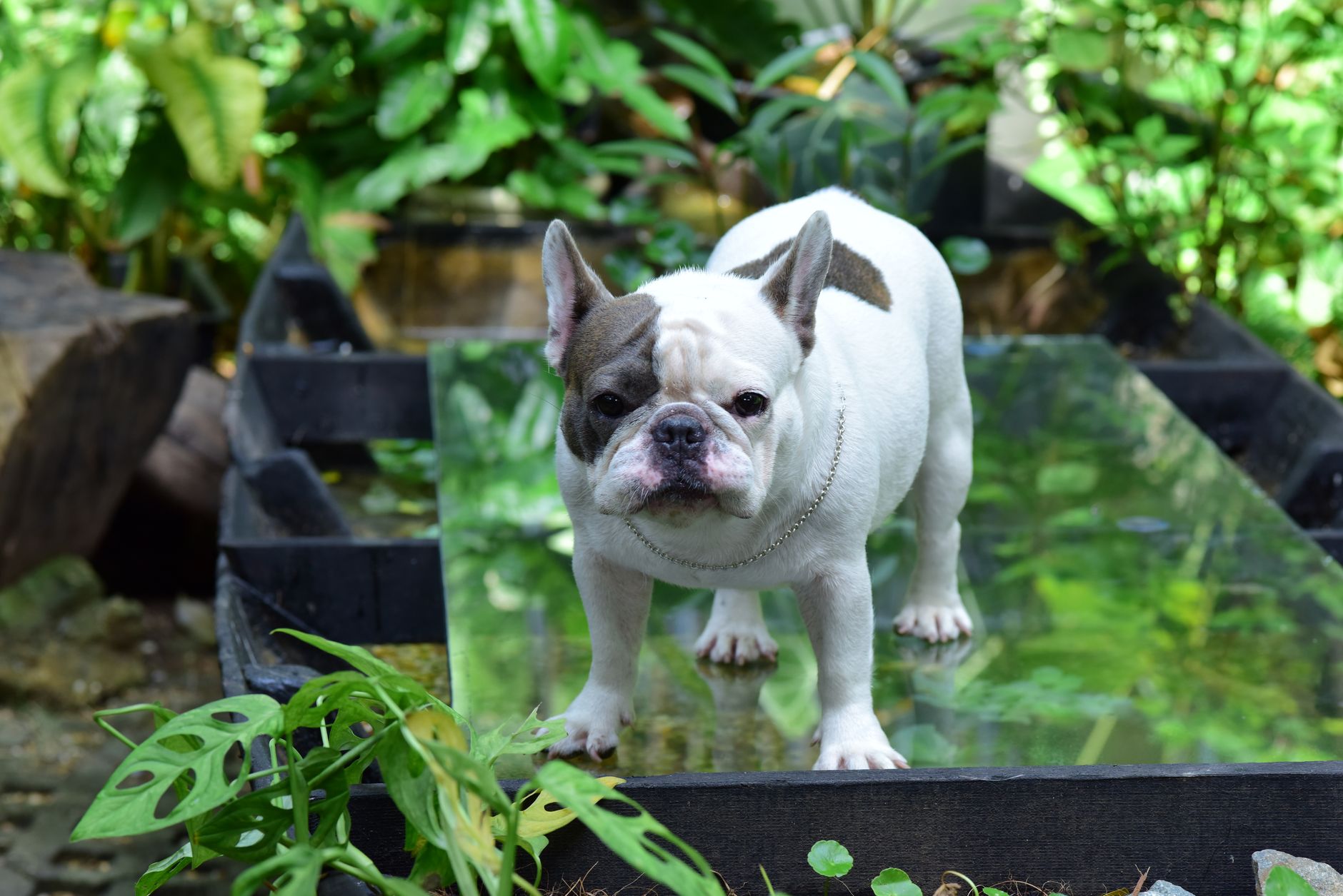 Liver Cancer Charities and the UK Frenchie Community: Where Puppy Money Goes - zdjecie w tresci